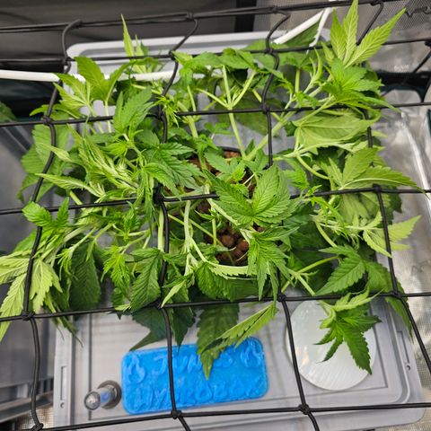 Papaya Cookies Auto growlog timeline photo