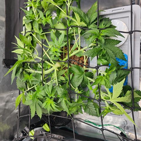 Papaya Cookies Auto growlog timeline photo