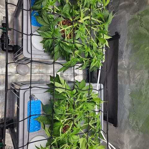 Papaya Cookies Auto growlog timeline photo