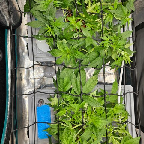 Papaya Cookies Auto growlog timeline photo