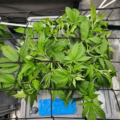 Papaya Cookies Auto growlog timeline photo