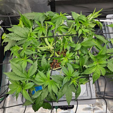 Papaya Cookies Auto growlog timeline photo