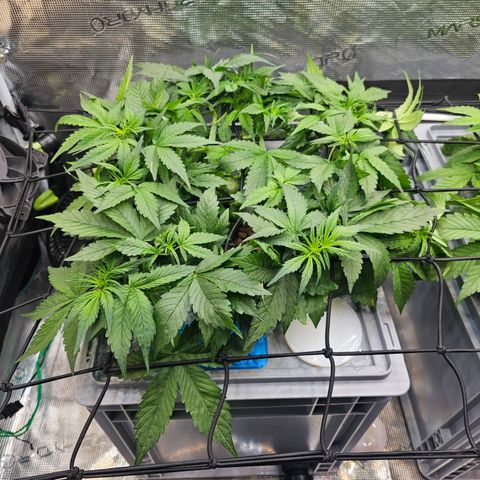 Papaya Cookies Auto growlog photo: Vor mg