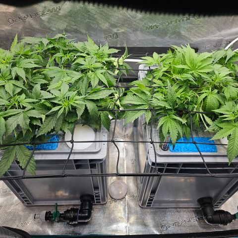 Papaya Cookies Auto growlog photo: Vor mg