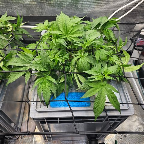 Papaya Cookies Auto growlog photo: Vor mg