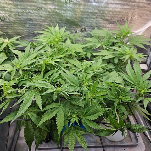 Papaya Cookies Auto growlog timeline photo