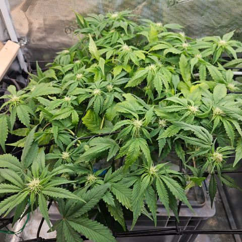 Papaya Cookies Auto growlog timeline photo