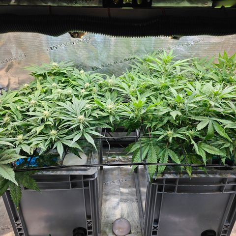 Papaya Cookies Auto growlog photo: Nach Calmag
