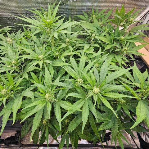 Papaya Cookies Auto growlog photo: Nach Calmag