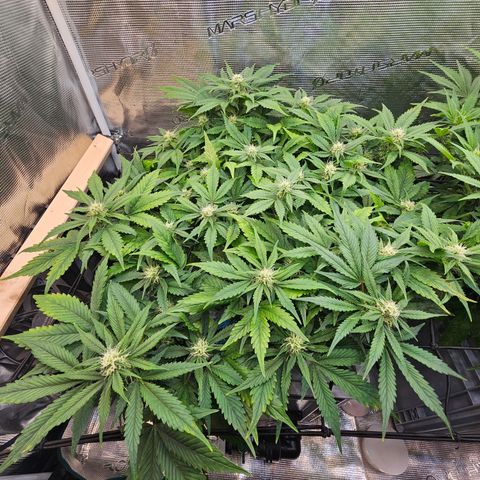 Papaya Cookies Auto growlog photo: Nach Calmag