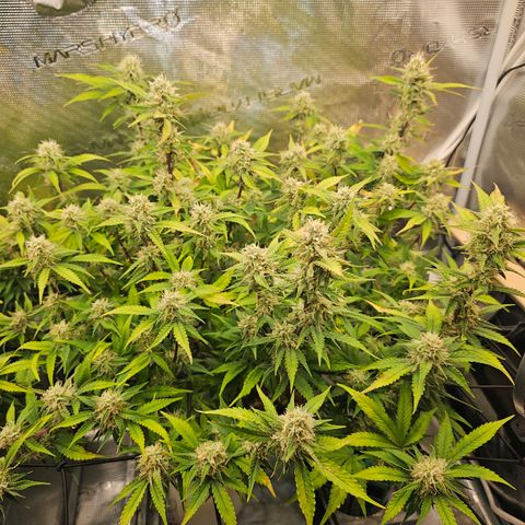 Papaya Cookies Auto growlog timeline photo