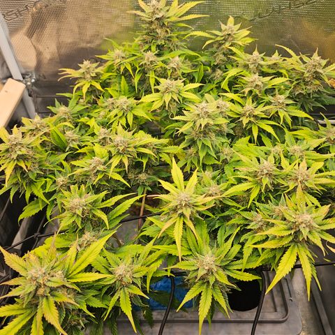 Papaya Cookies Auto growlog timeline photo