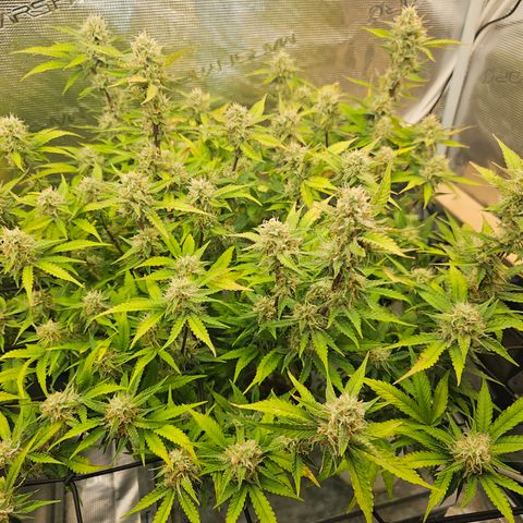 Papaya Cookies Auto growlog timeline photo