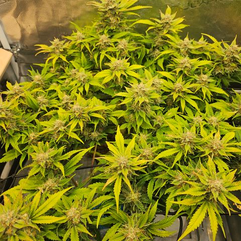 Papaya Cookies Auto growlog timeline photo
