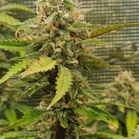 Papaya Cookies Auto growlog timeline photo
