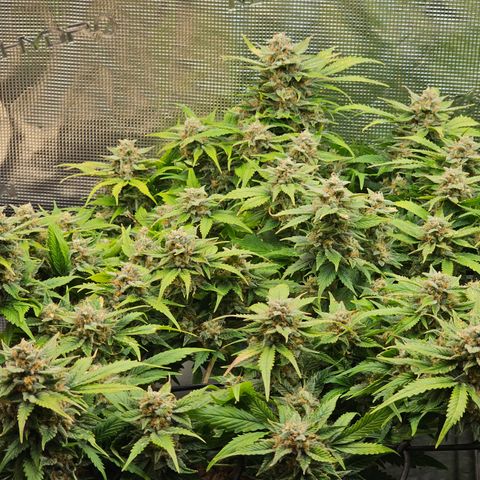 Papaya Cookies Auto growlog timeline photo
