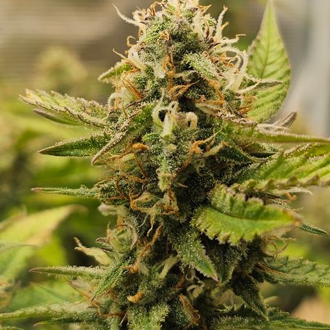 Papaya Cookies Auto growlog timeline photo