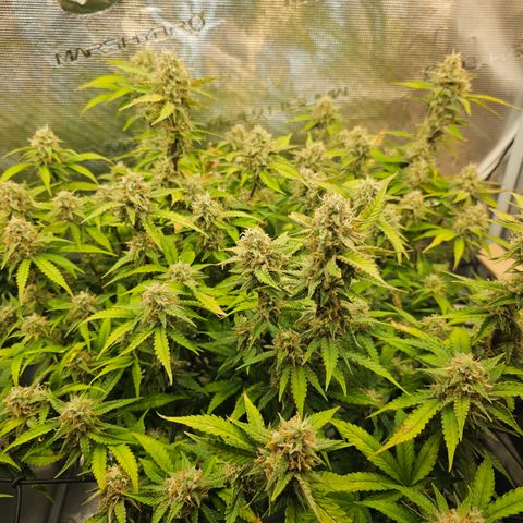 Papaya Cookies Auto growlog timeline photo
