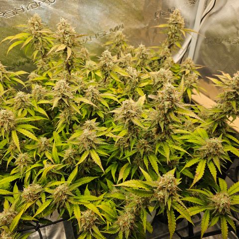 Papaya Cookies Auto growlog timeline photo