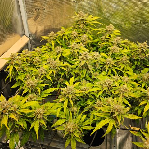 Papaya Cookies Auto growlog timeline photo