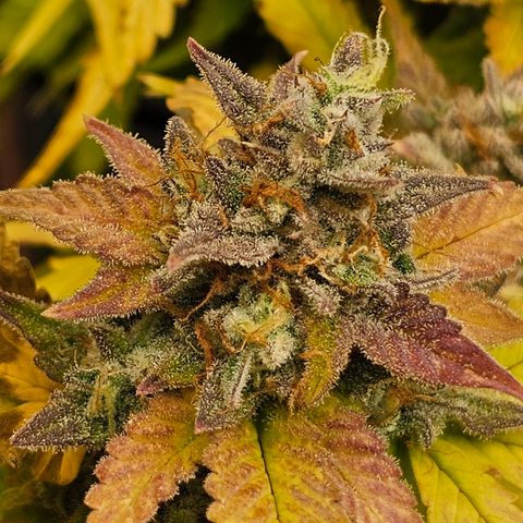 Papaya Cookies Auto growlog timeline photo