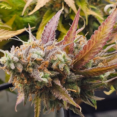 Papaya Cookies Auto growlog timeline photo