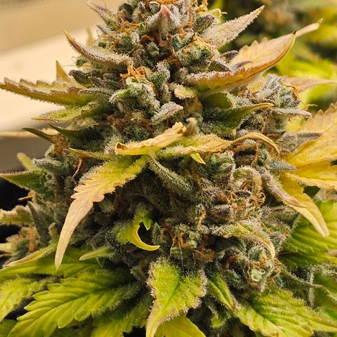 Papaya Cookies Auto growlog timeline photo
