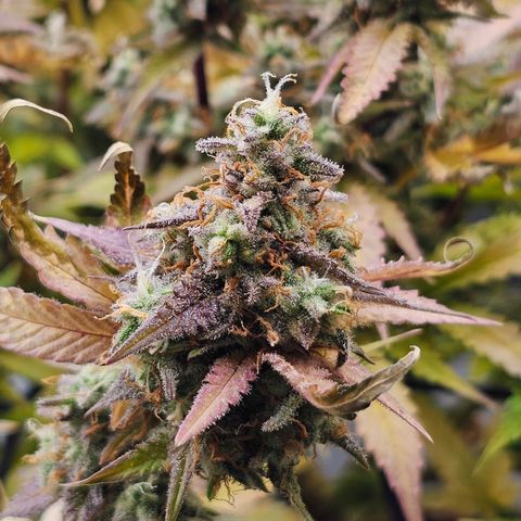 Papaya Cookies Auto growlog timeline photo