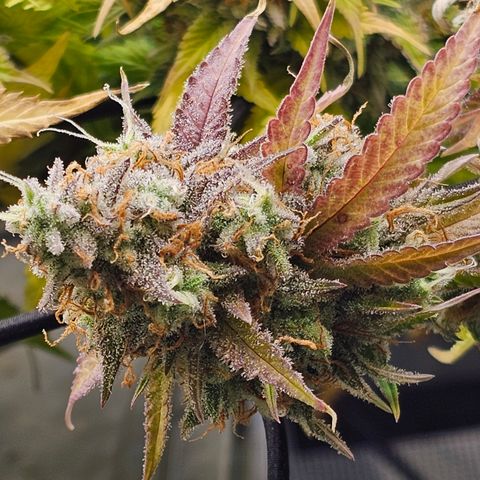 Papaya Cookies Auto growlog timeline photo