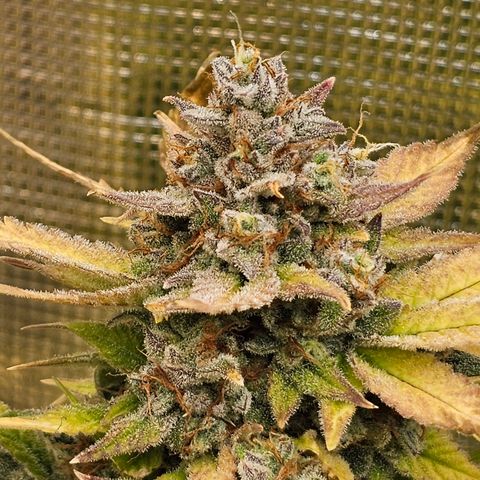 Papaya Cookies Auto growlog timeline photo