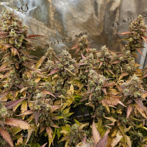 Papaya Cookies Auto growlog timeline photo