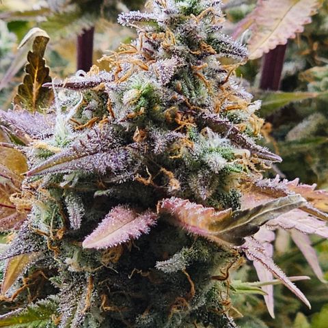 Papaya Cookies Auto growlog timeline photo