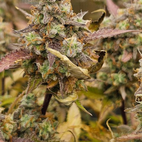 Papaya Cookies Auto growlog timeline photo