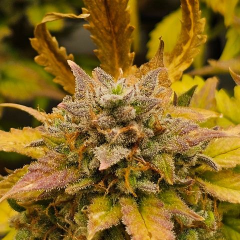 Papaya Cookies Auto growlog timeline photo