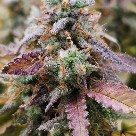 Papaya Cookies Auto growlog timeline photo