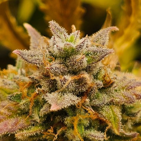 Papaya Cookies Auto growlog timeline photo