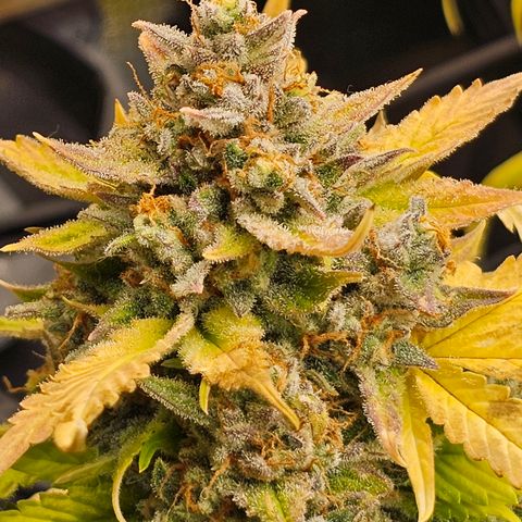 Papaya Cookies Auto growlog timeline photo