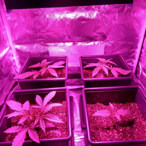 La mary growlog timeline photo