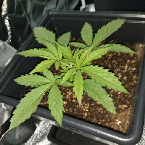 La mary growlog timeline photo