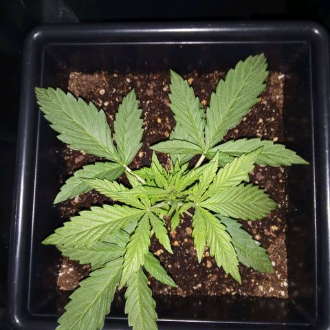 La mary growlog timeline photo