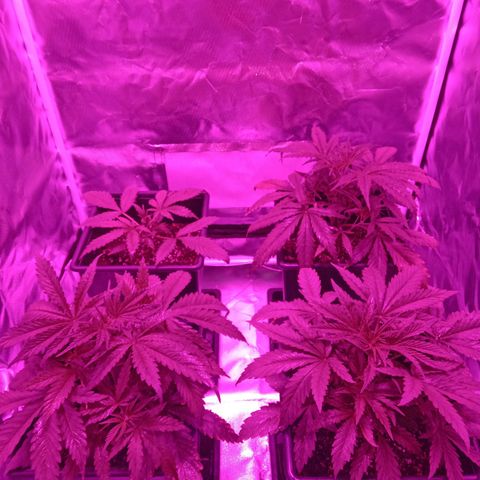 La mary growlog timeline photo