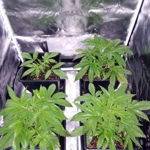 La mary growlog timeline photo
