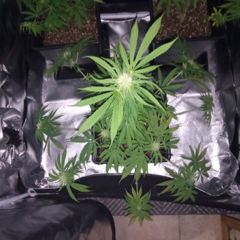 La mary growlog photo: Poda y estiramiento 