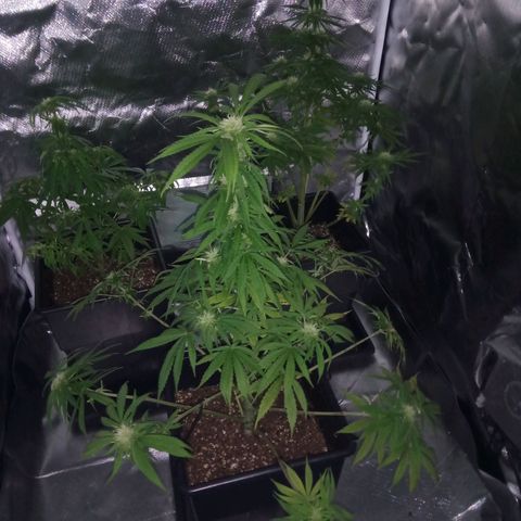La mary growlog photo: Poda y estiramiento 
