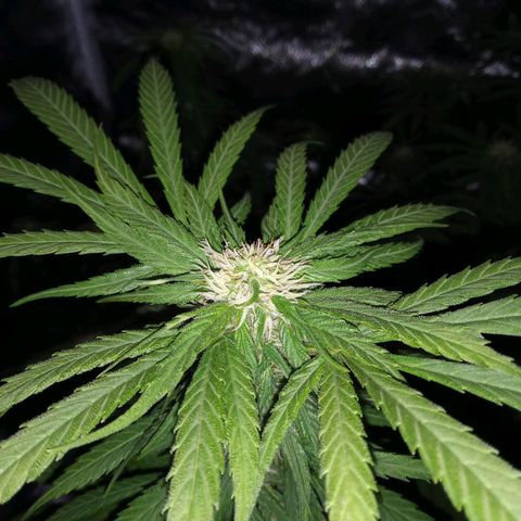 La mary growlog timeline photo