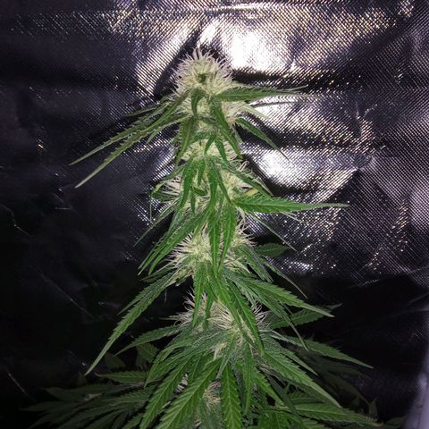 La mary growlog timeline photo