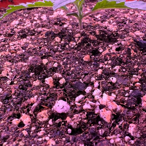 Watermelon RQS growlog timeline photo