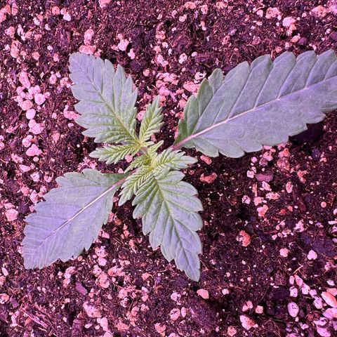 Watermelon RQS growlog timeline photo