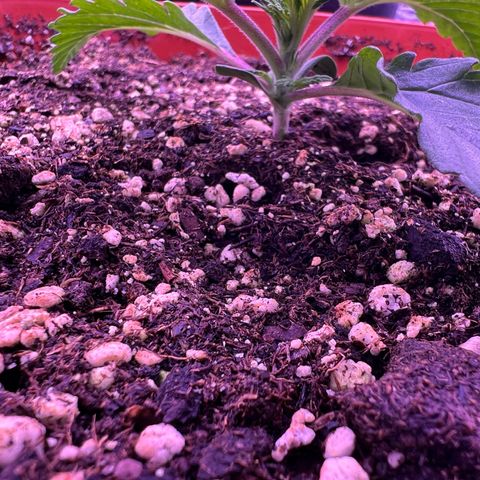 Watermelon RQS growlog timeline photo