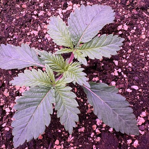 Watermelon RQS growlog timeline photo